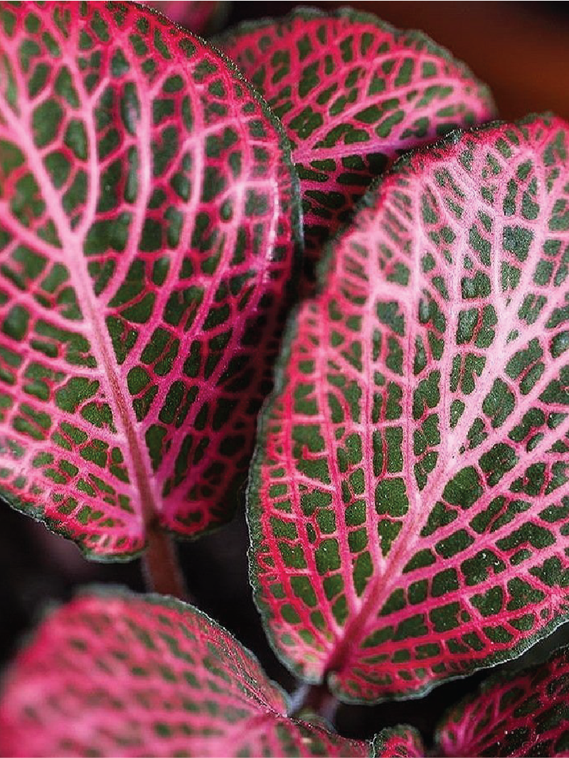 FITTONIA - NERVE PLANT (INDOOR PLANT) - Plantology Lab Trading