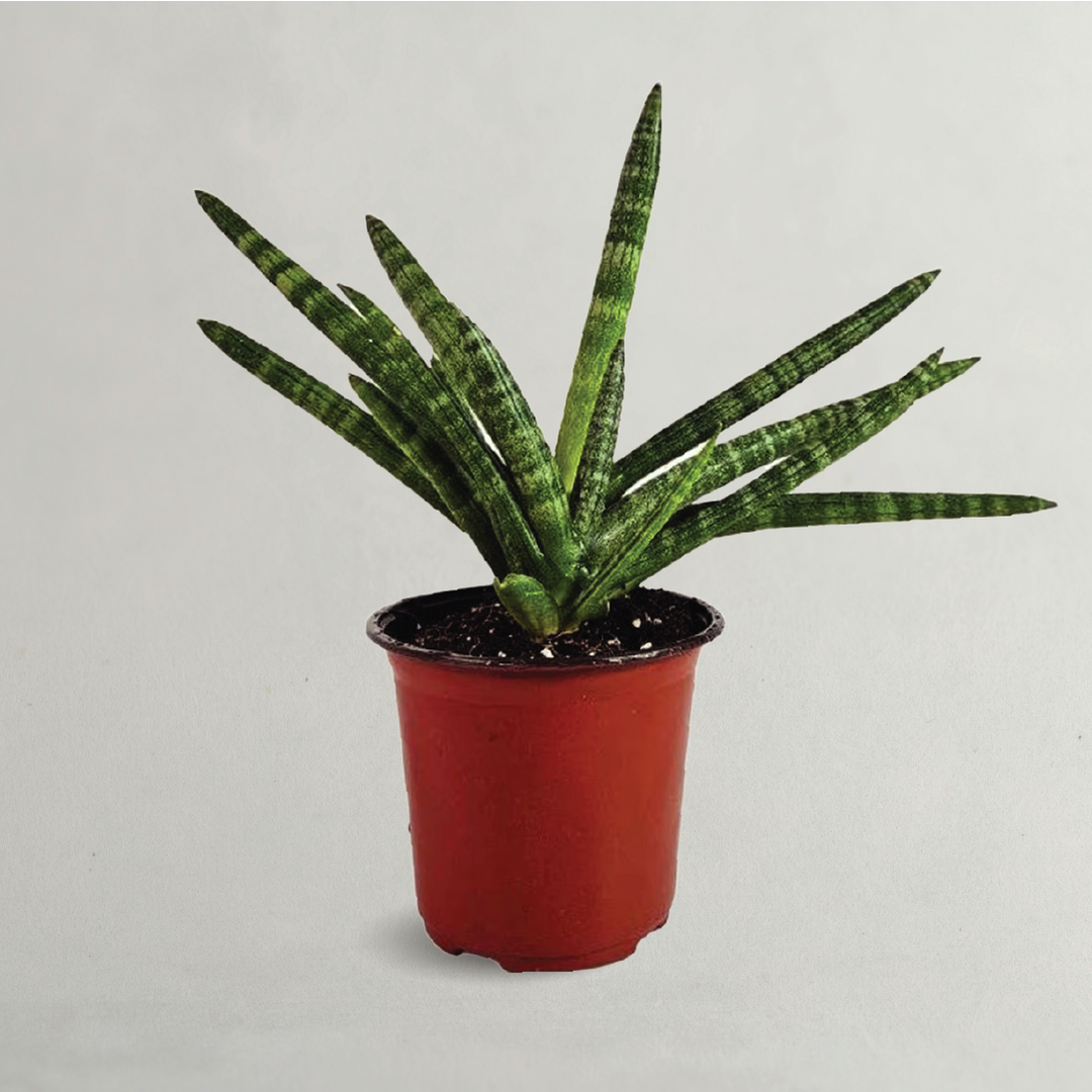 Boncel Sansevieria Boncel Starfish Snake Plant Order Snake Plant Now Online ...