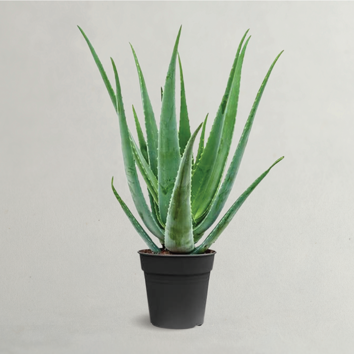 ALOE VERA PLANT