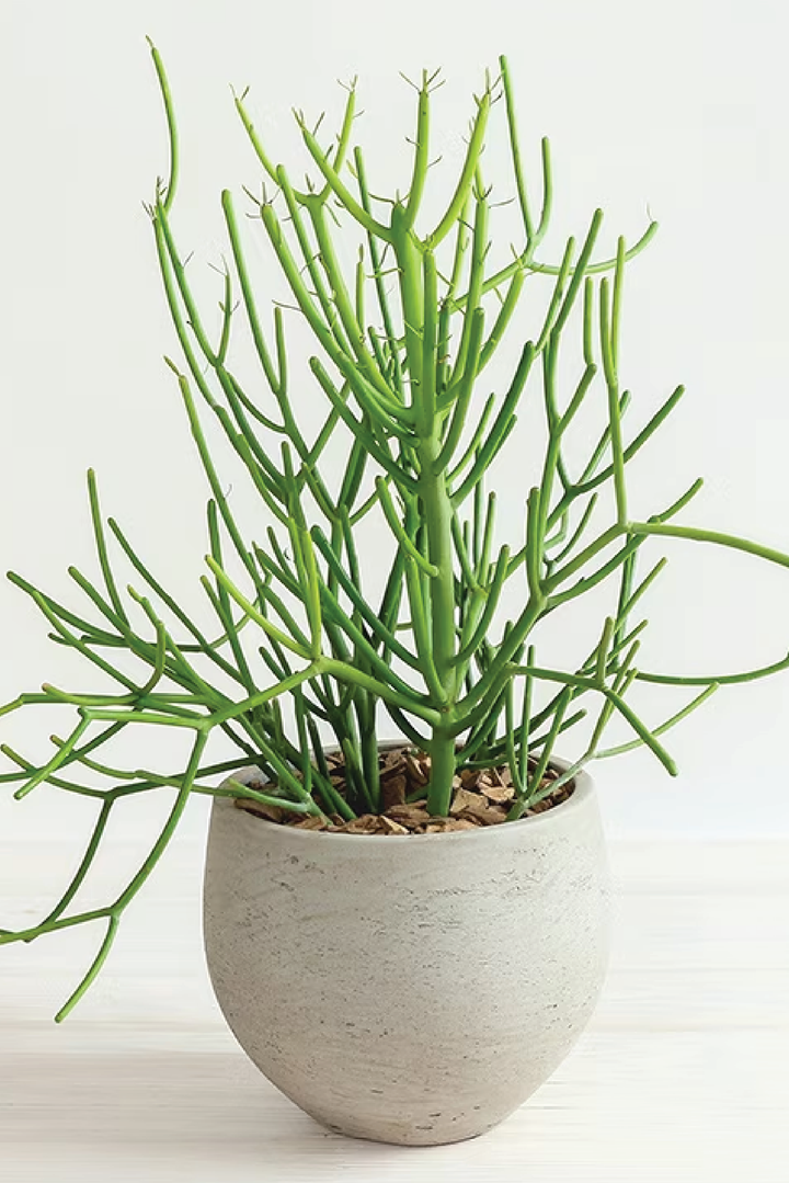 PENCIL CACTUS PLANT