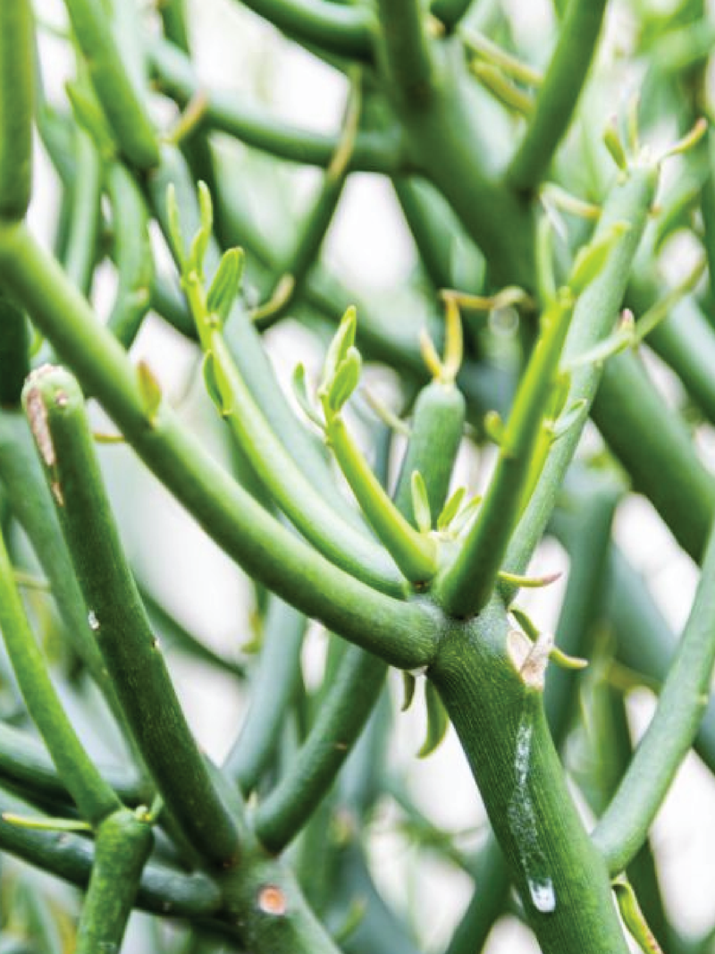 PENCIL CACTUS PLANT - Plantology Lab Trading