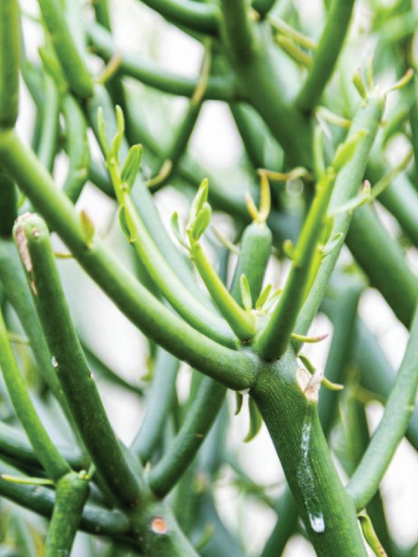 PENCIL CACTUS PLANT - Plantology Lab Trading
