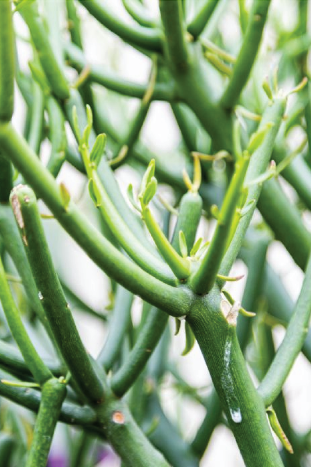 pencil cactus scientific name PENCIL CACTUS PLANT