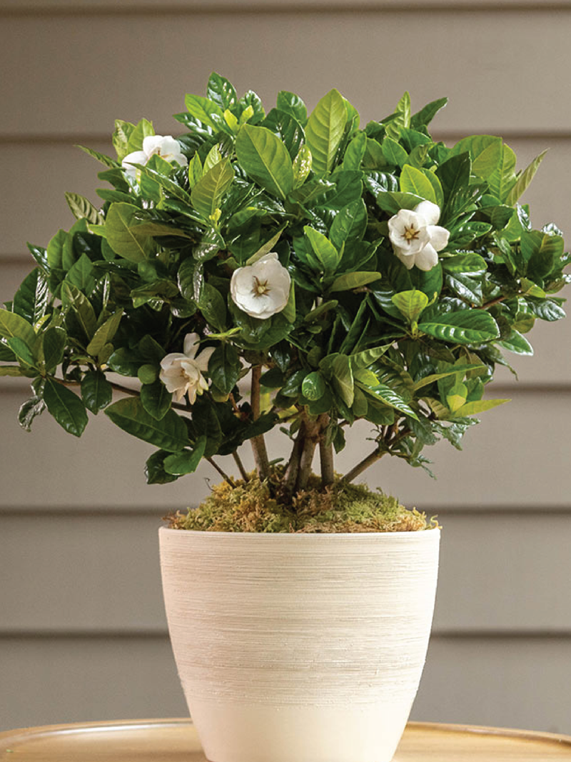 GARDENIA PLANT