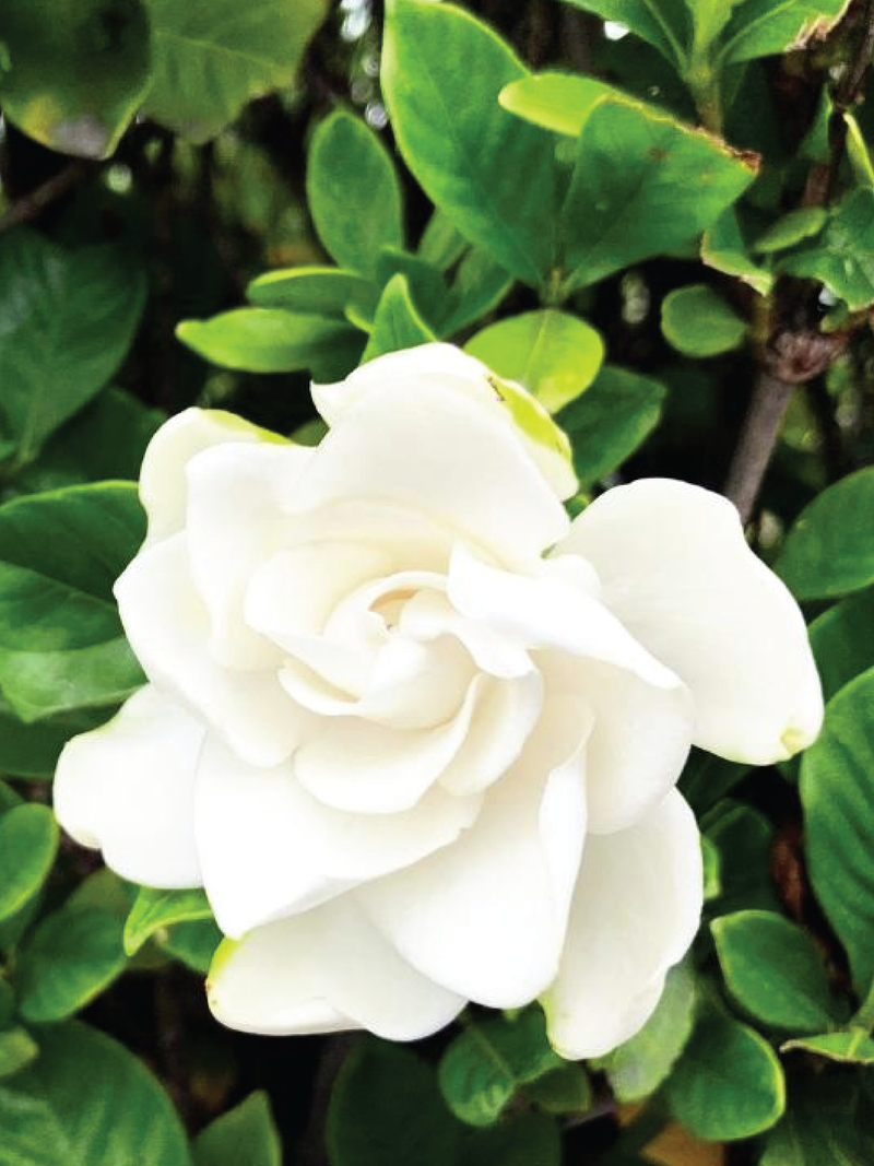 GARDENIA PLANT