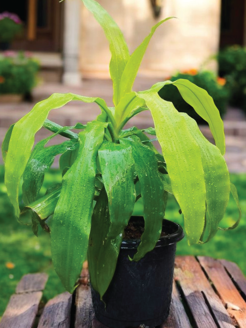 DRACAENA FRAGRANS LIMELIGHT