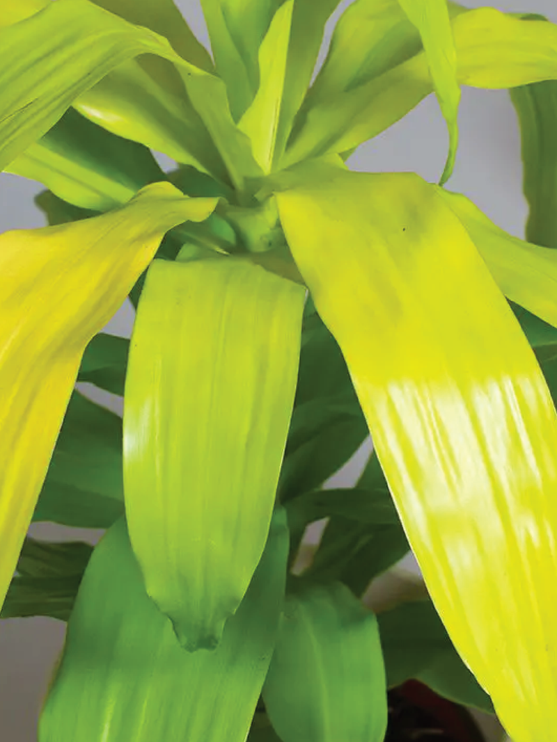 DRACAENA FRAGRANS LIMELIGHT