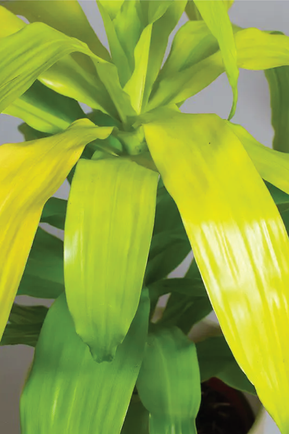 dracaena fragrans air purifier Dracaena Fragrans Limelight Indoor/Outdoor Air Purifier – Plantology Lab Trading