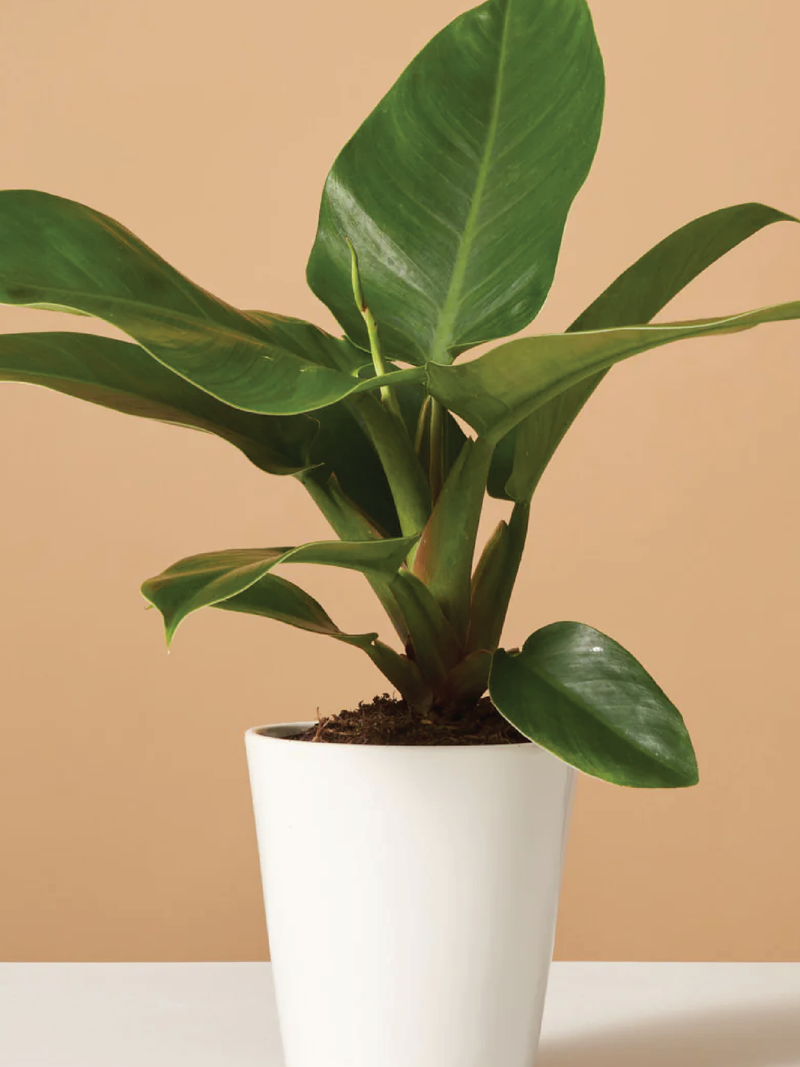 PHILODENDRON IMPERIAL PLANT