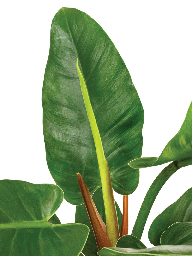 PHILODENDRON IMPERIAL PLANT