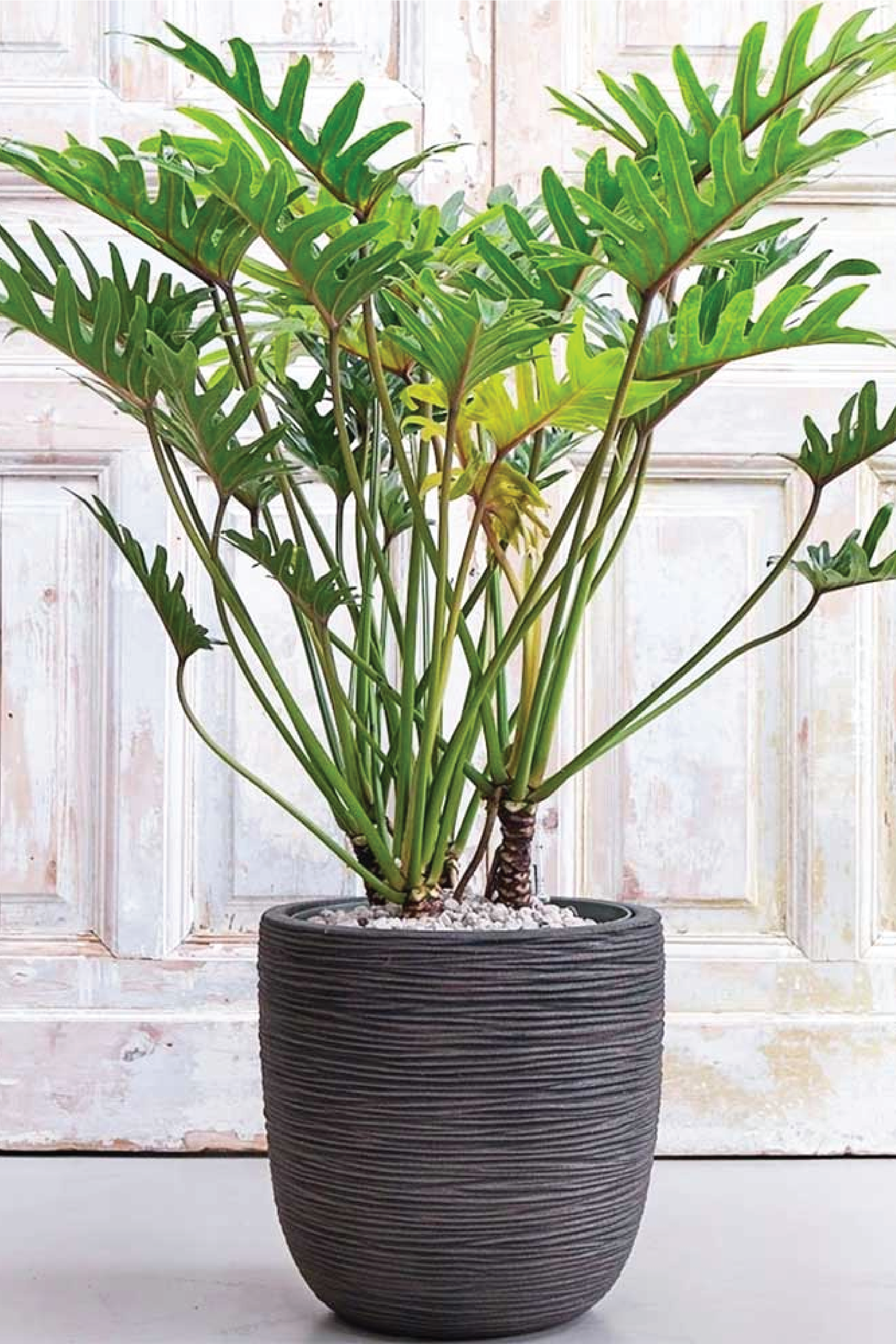 PHILODENDRON XANADU PLANT  Plantology Lab Trading