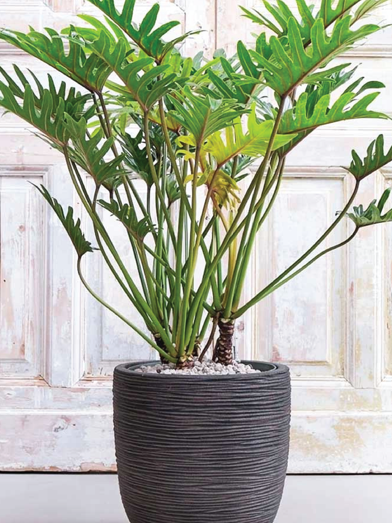 PHILODENDRON XANADU PLANT