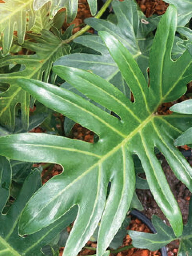 PHILODENDRON XANADU PLANT