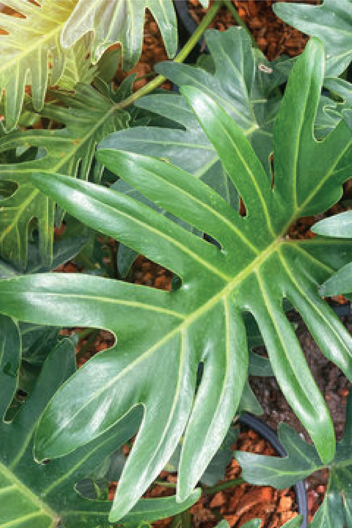 large philodendron xanadu PHILODENDRON XANADU PLANT – Plantology Lab Trading