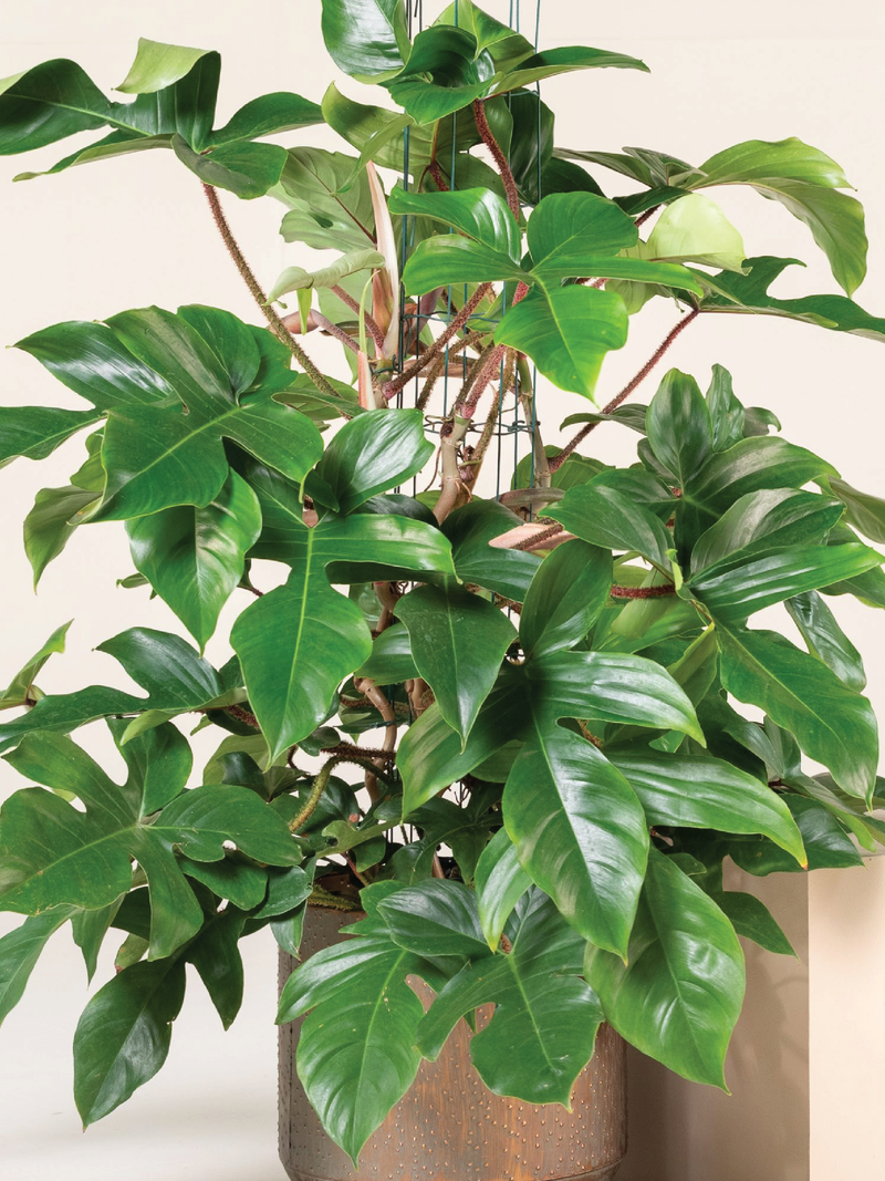 PHILODENDRON SQUAMIFERUM PLANT