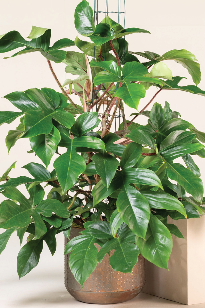 PHILODENDRON SQUAMIFERUM PLANT – Plantology Lab Trading