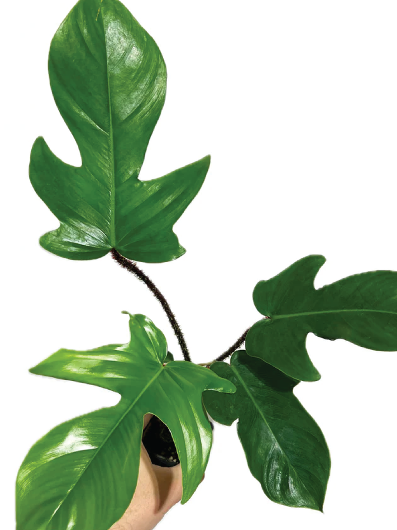 PHILODENDRON SQUAMIFERUM PLANT