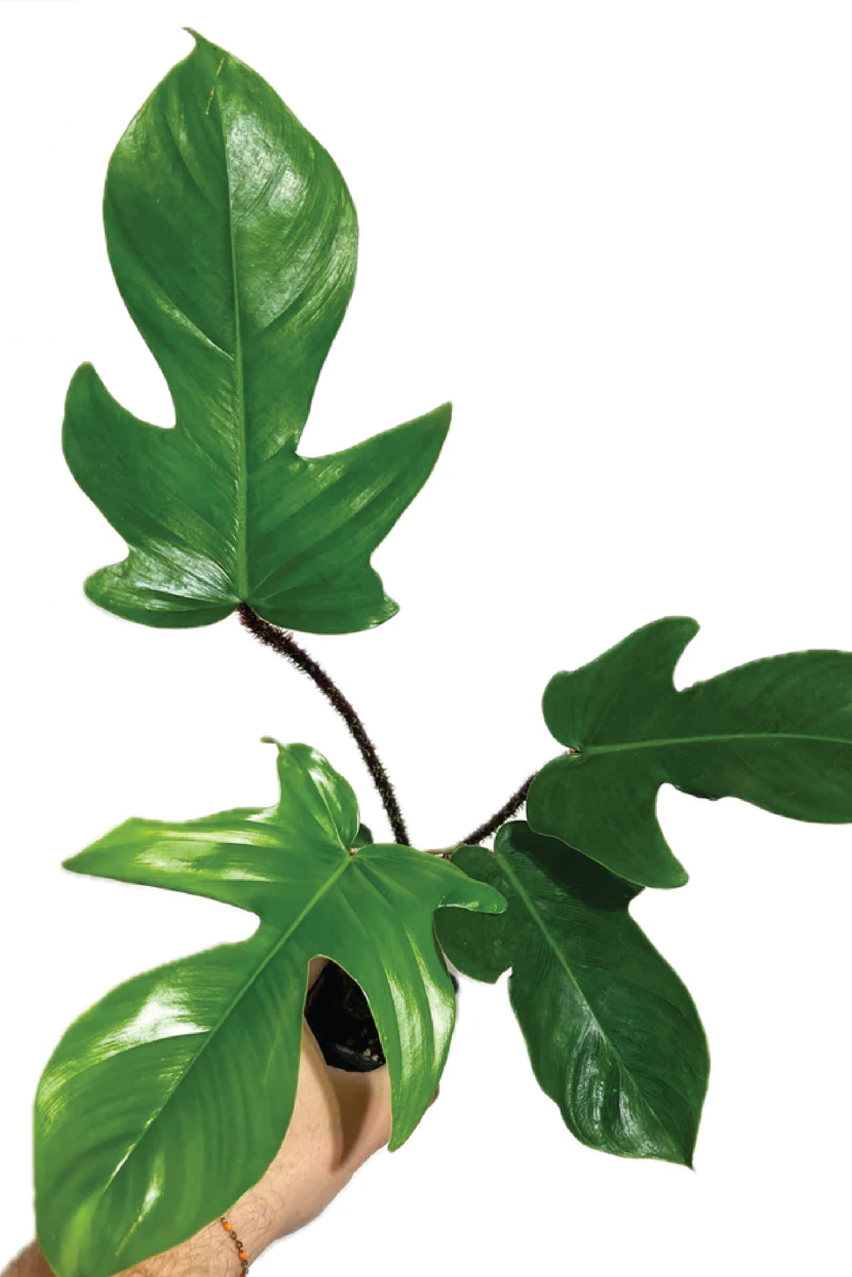 philodendron squamiferum x pedatum PHILODENDRON SQUAMIFERUM PLANT – Plantology Lab Trading