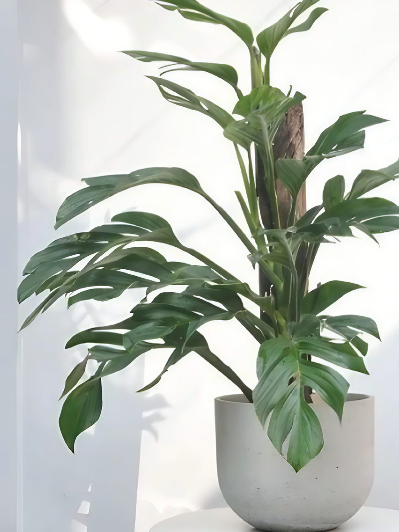 MONSTERA PINNATIPARTITA PLANT