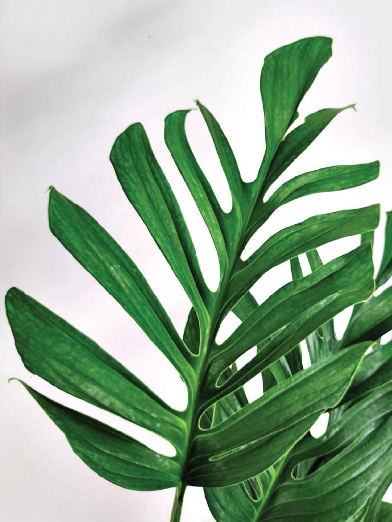 MONSTERA PINNATIPARTITA PLANT