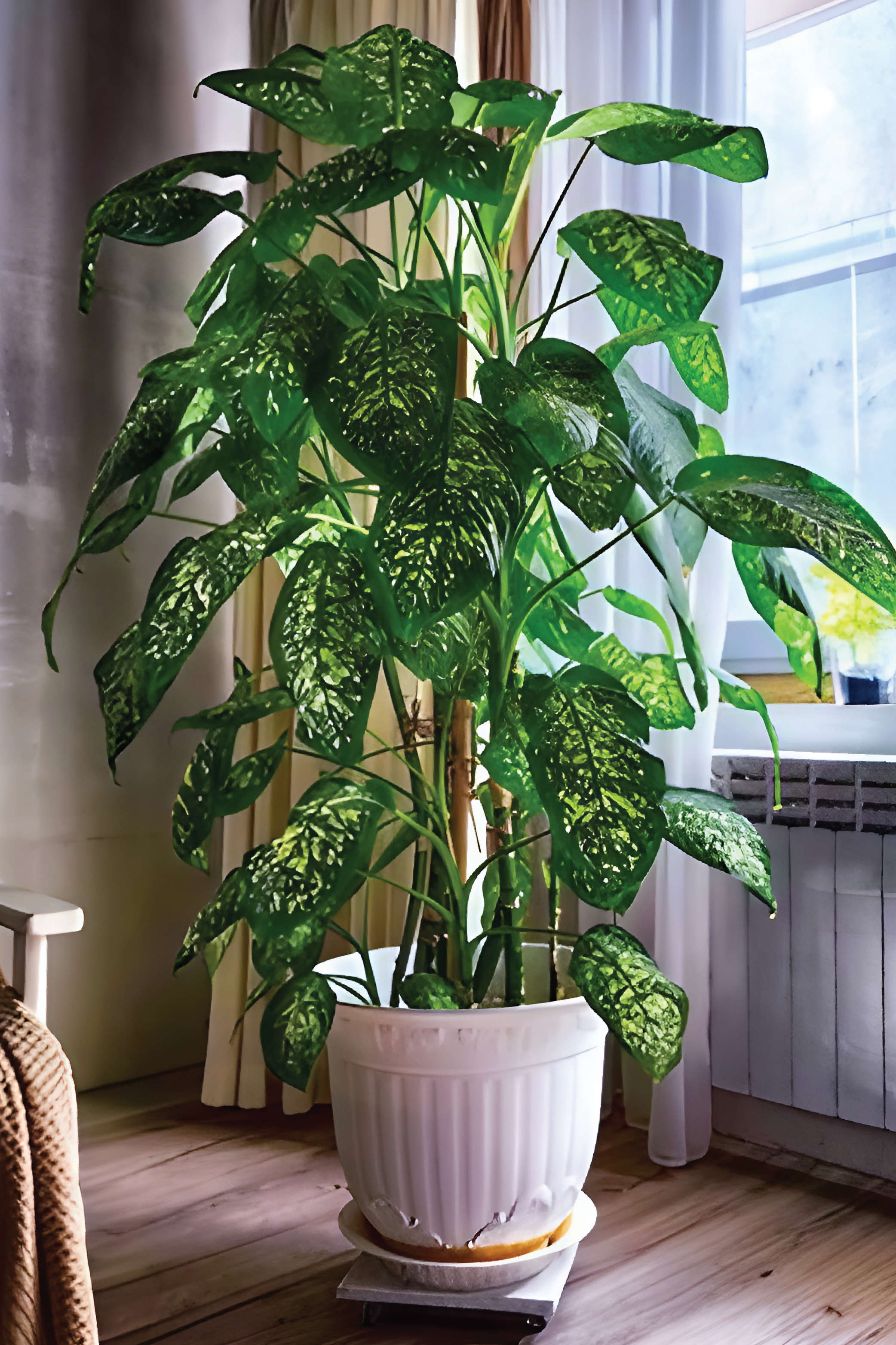 DIEFFENBACHIA PLANT – Plantology Lab Trading
