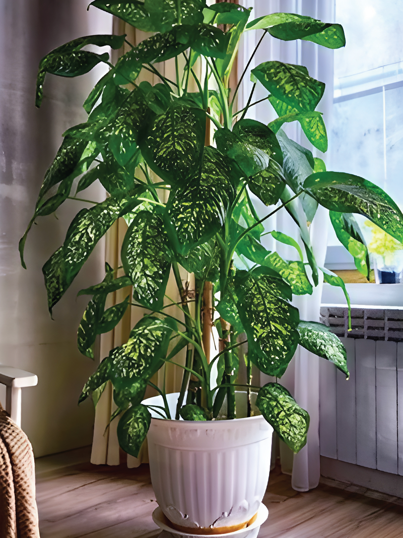 DIEFFENBACHIA PLANT