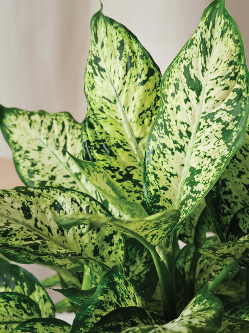 DIEFFENBACHIA PLANT