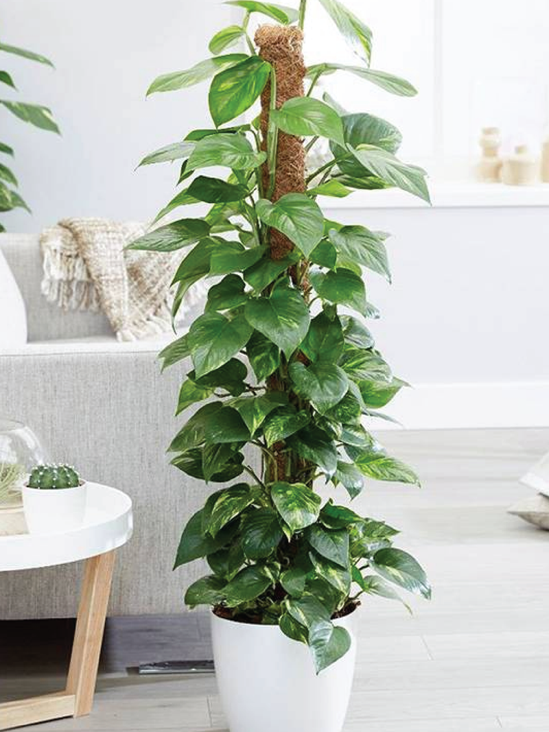 MONEY PLANT, EPIPREMNUM AUREUM