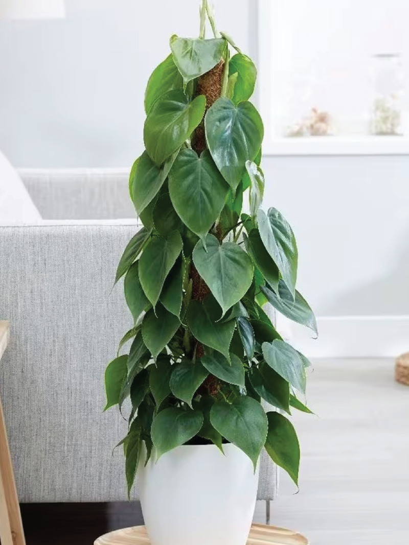 HEARTLEAF PHILODENDRON PLANT