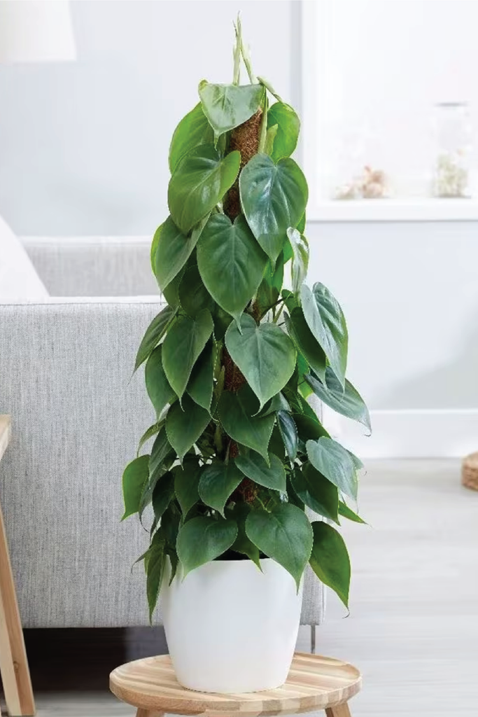 Best Indoor Plants Heartleaf Philodendron