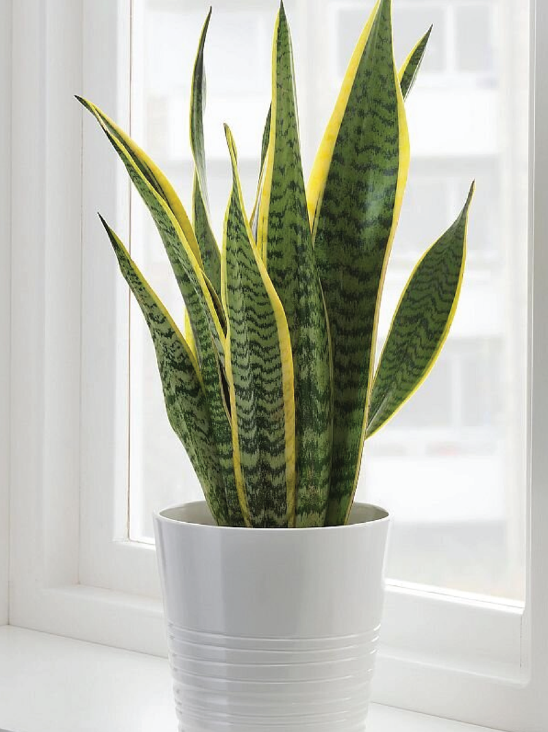 SNAKE PLANT