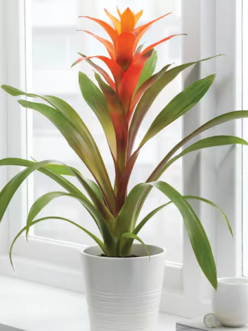 GUZMANIA PLANT