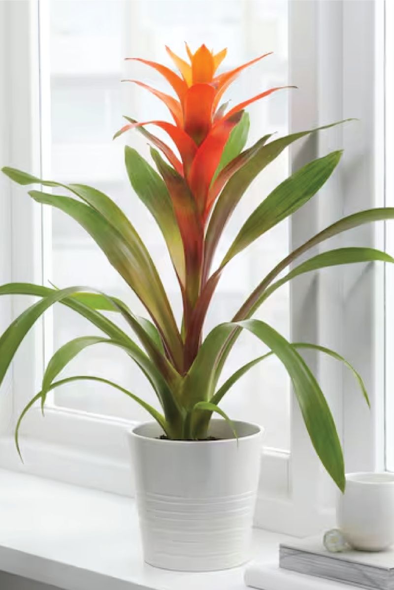 GUZMANIA PLANT
