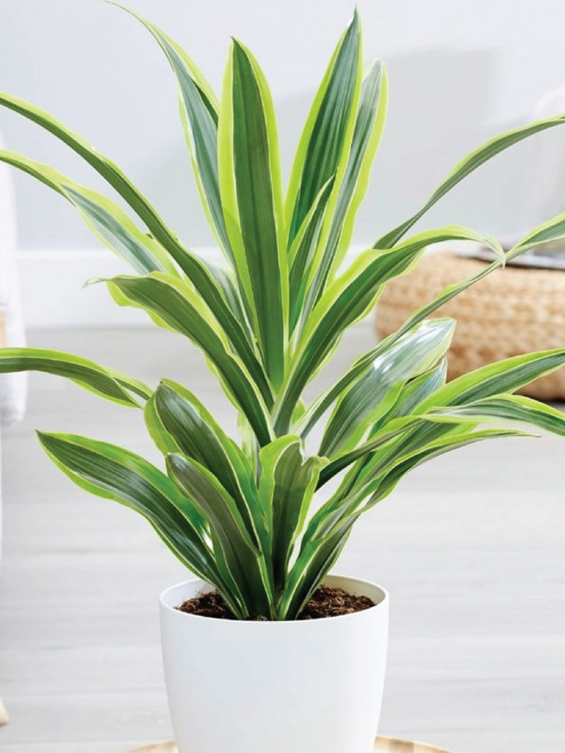 DRACAENA FRAGRANS PLANT