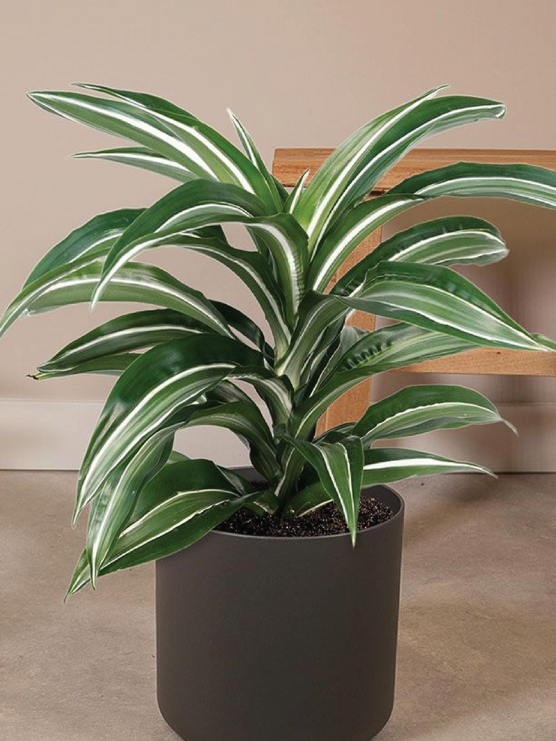 DRACAENA FRAGRANS WHITE PLANT
