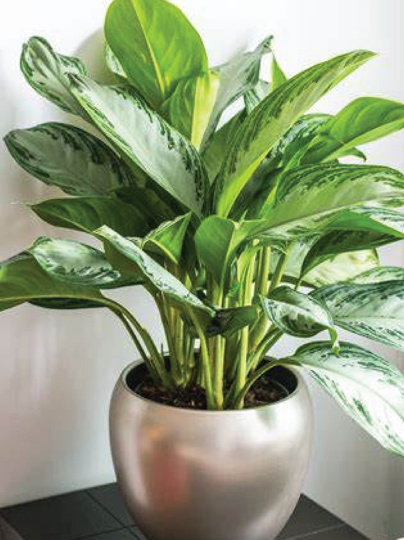 AGLAONEMA SILVER BAY - CHINESE EVERGREEN