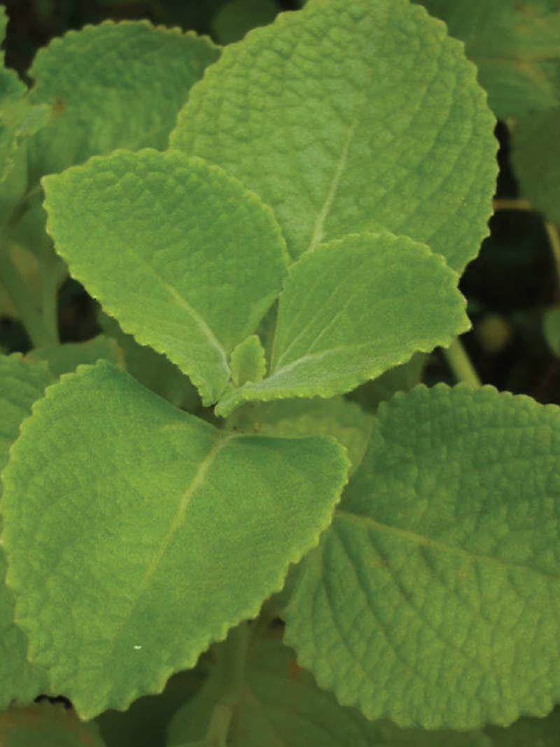 AJWAIN PLANT <br> نبات الأجوان