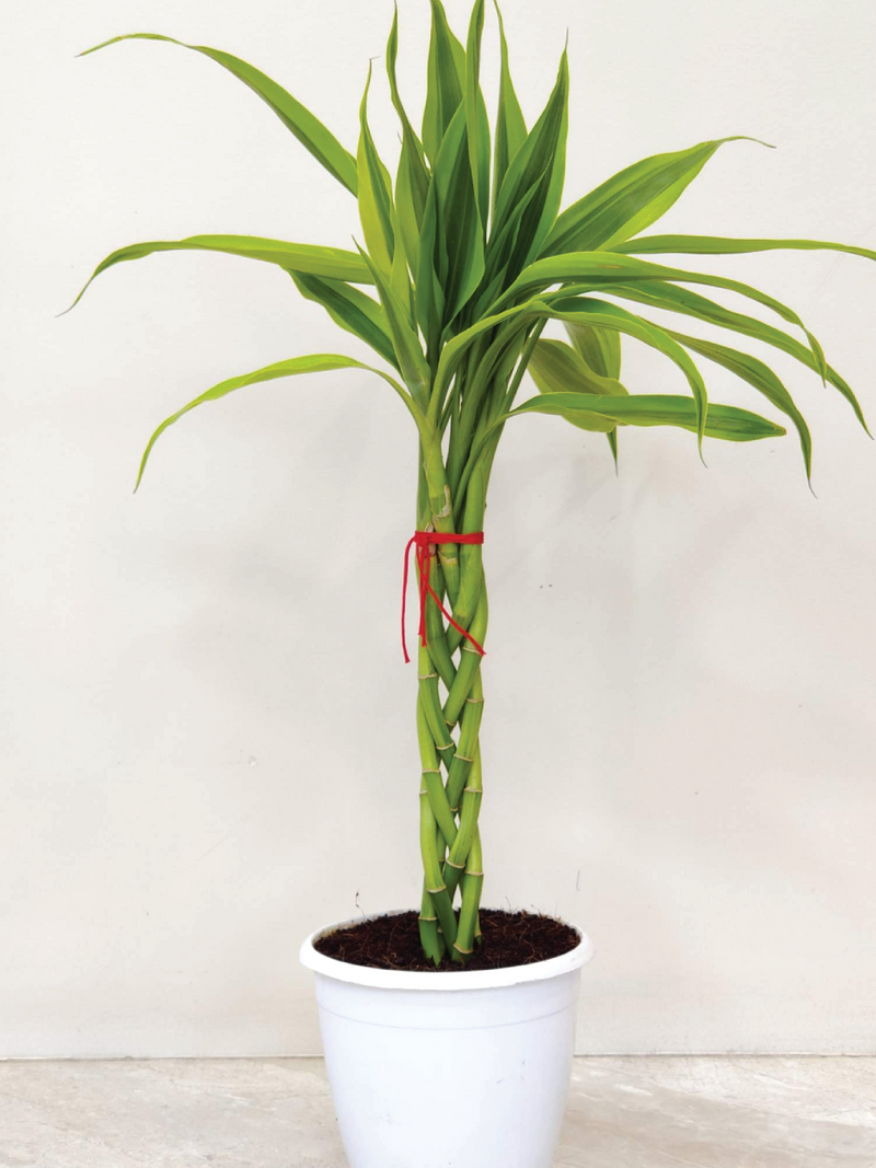 DRACAENA SANDERIANA STICK