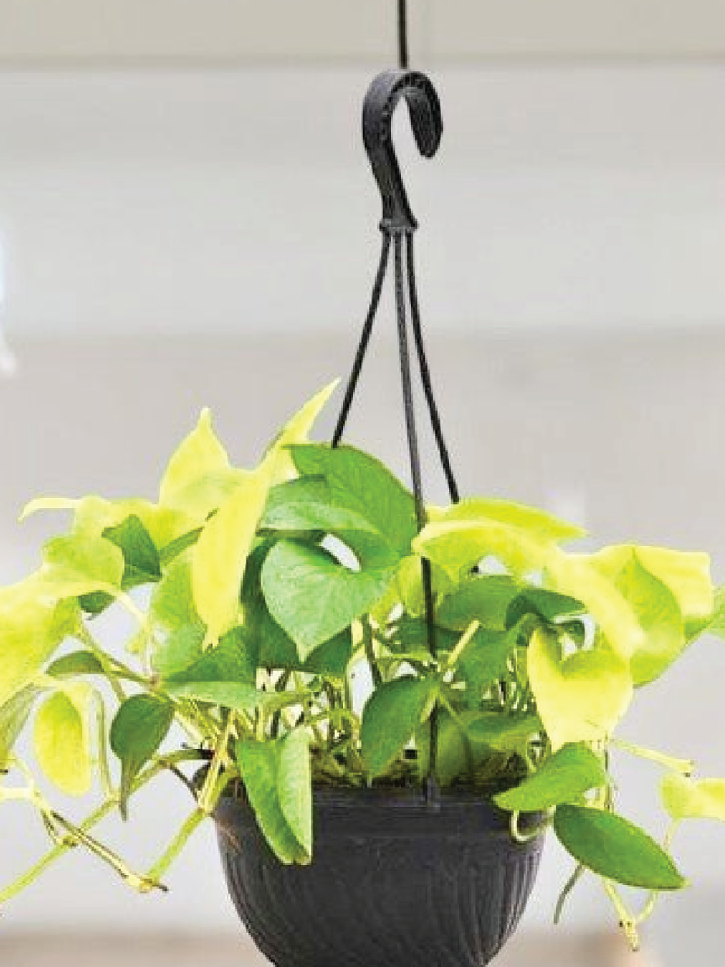 VARIGATED MONEY PLANT HANGING - Plantology Lab Trading
