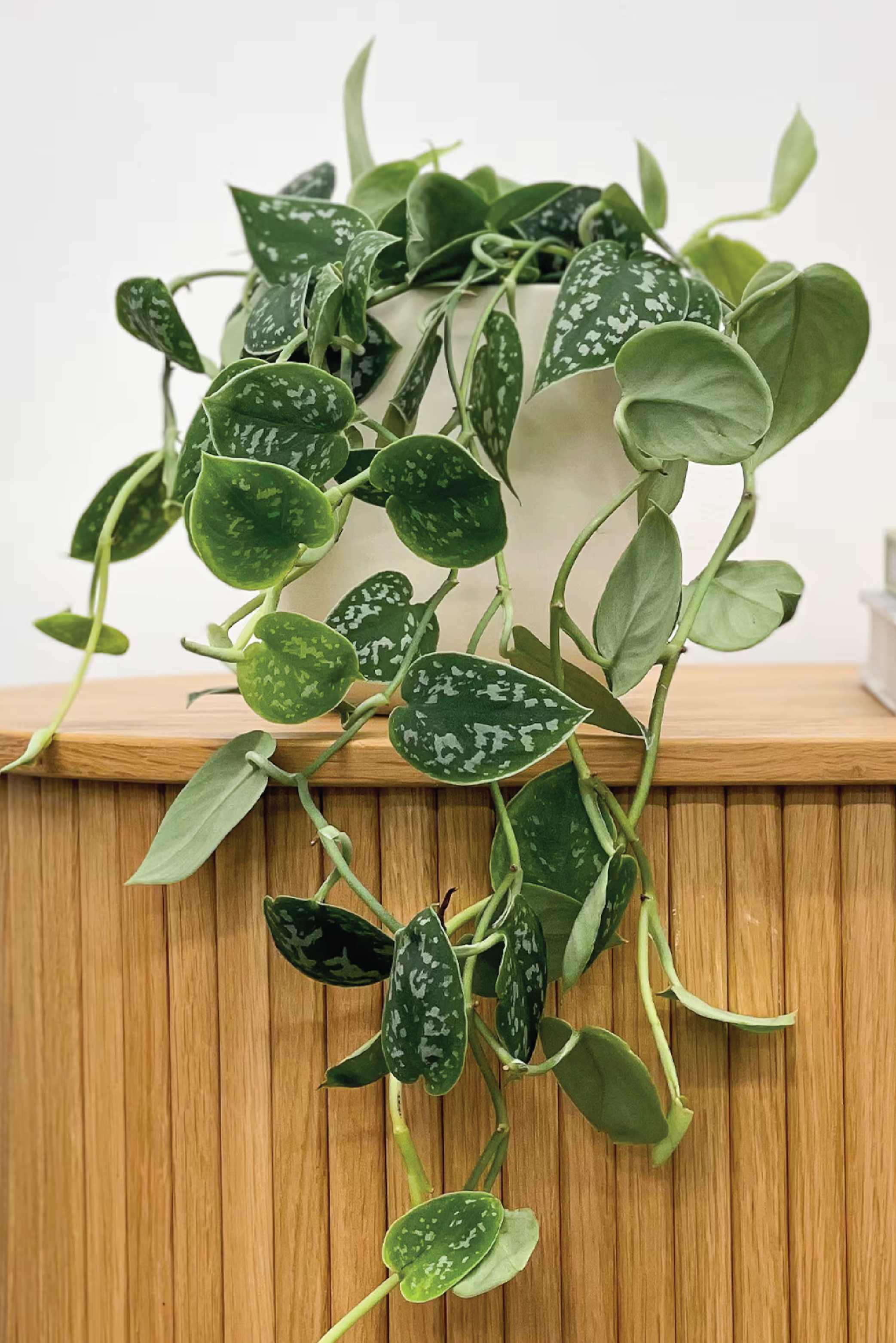 SATIN POTHOS PLANT – Plantology Lab Trading
