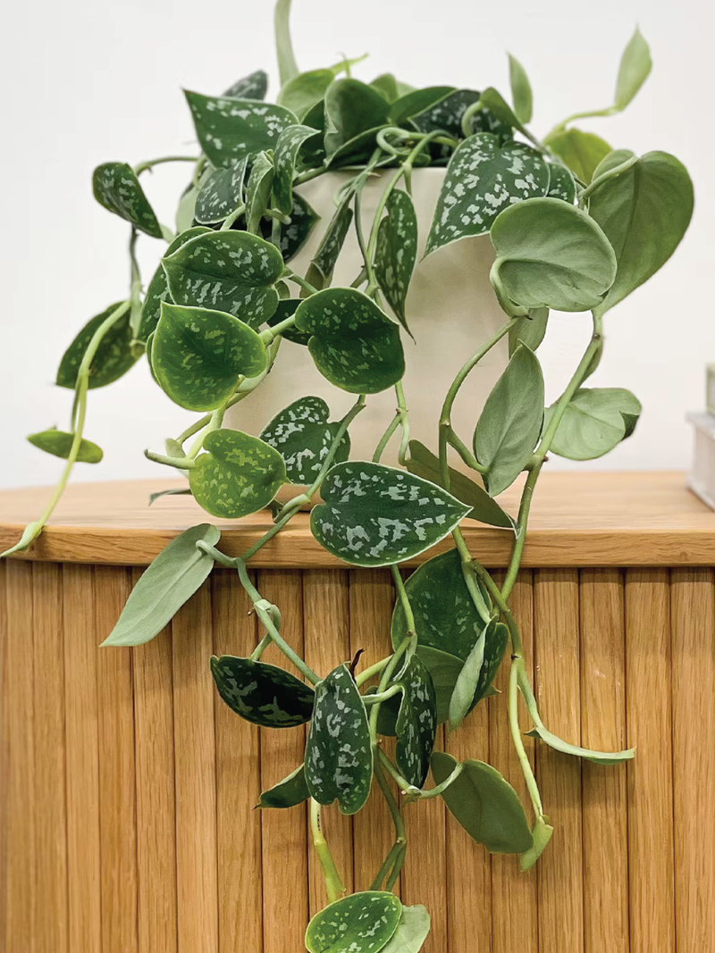 SATIN POTHOS PLANT