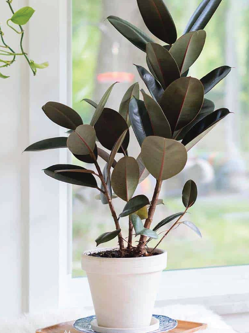 RUBBER FIG PLANT