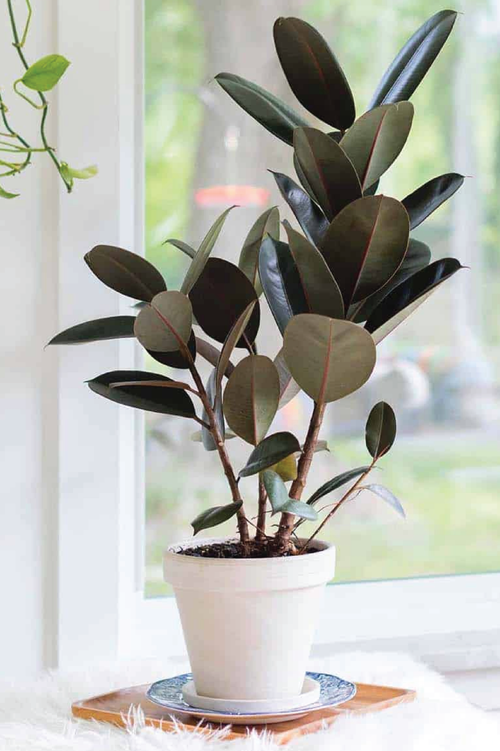 شجرة التين المطاطي (FICUS ELASTICA) أفضل أفكار حديقة الشرفة