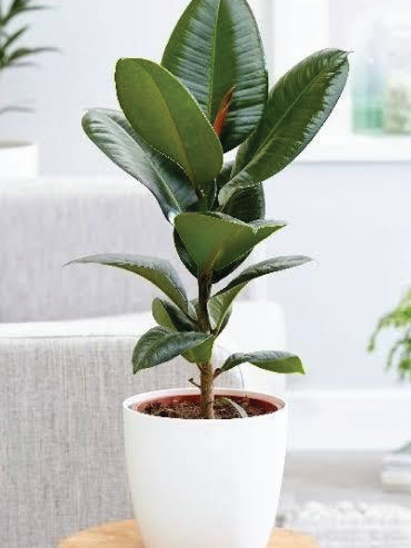RUBBER PLANT GREEN