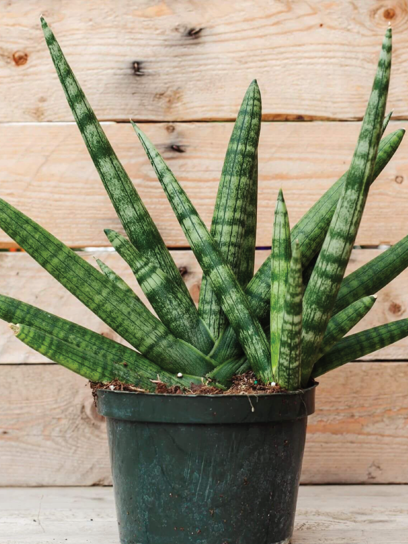 STARFISH SNAKE PLANT