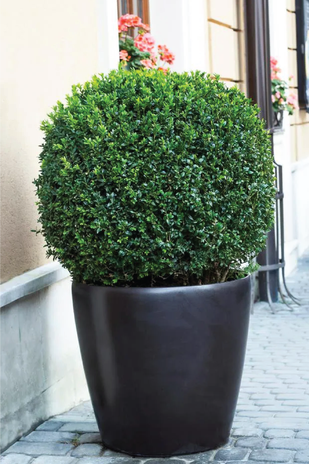 buxus plant in pot Common Box Plant | Shaped Outdoor Plants