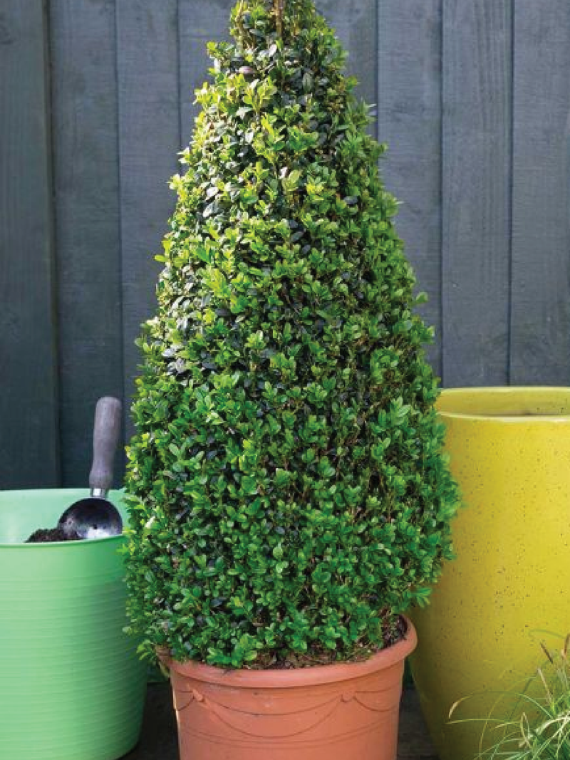 TOPIARY CONE PLANT
