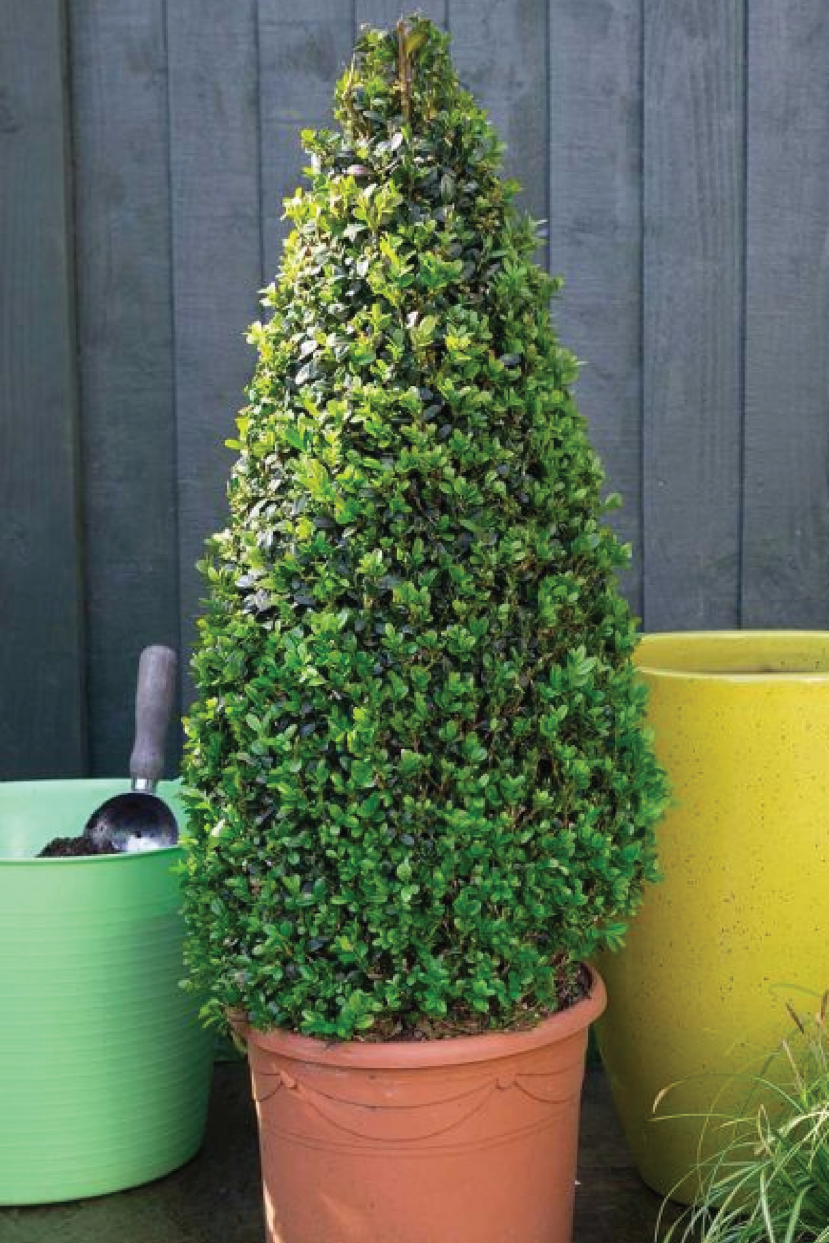 Cone Topiary Outdoor - Real Live Boxwood Cone-Shaped Topiary Buy Now ...