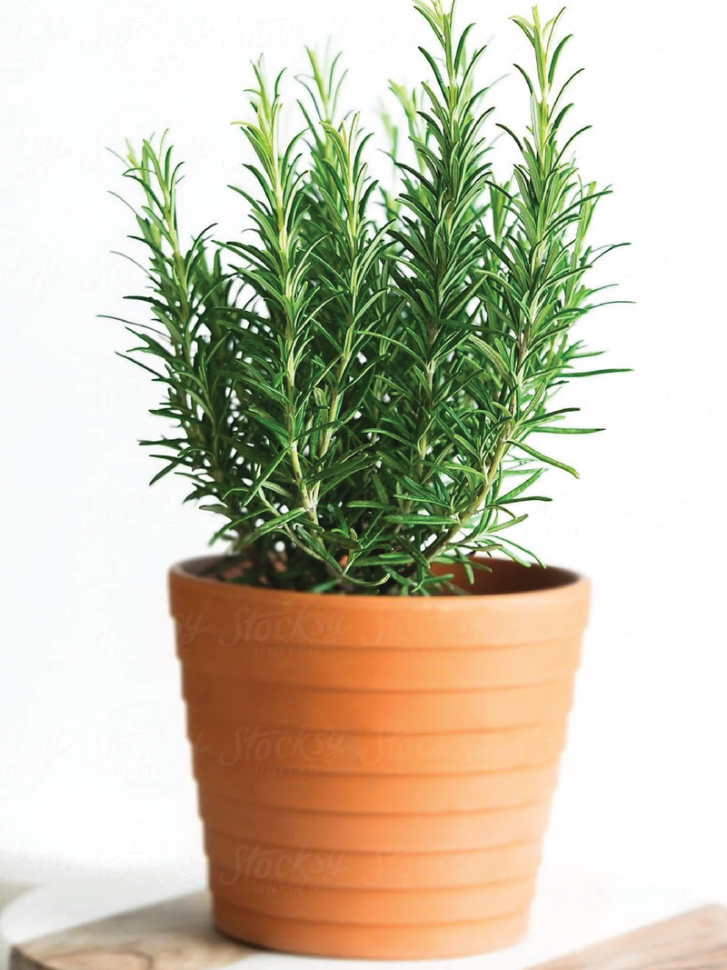 ROSEMARY PLANT