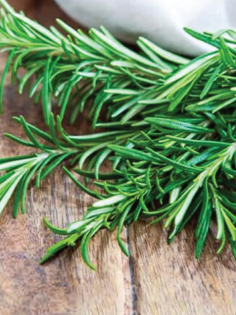 ROSEMARY PLANT